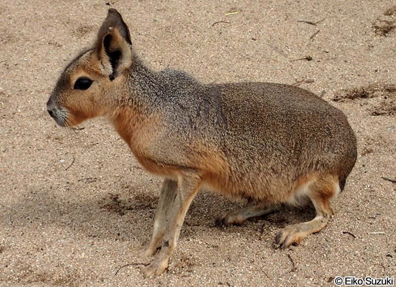 マーラ Dolichotis patagonum