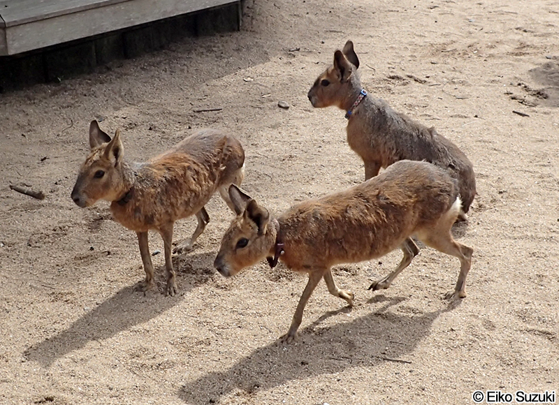 マーラ Dolichotis patagonum