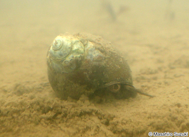 マルタニシ Cipangopaludina laeta