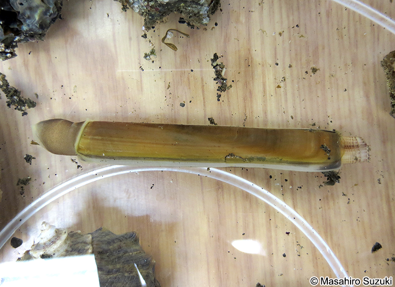 マテガイ Solen strictus