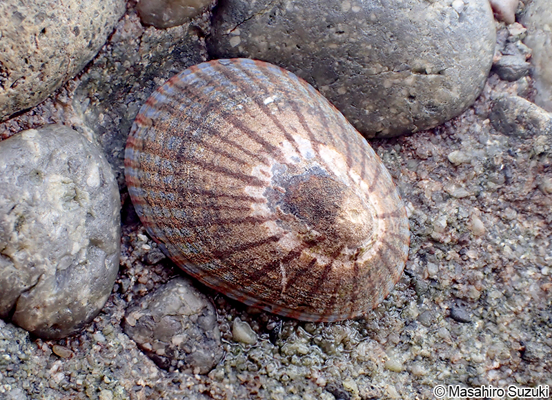 マツバガイ Cellana nigrolineata