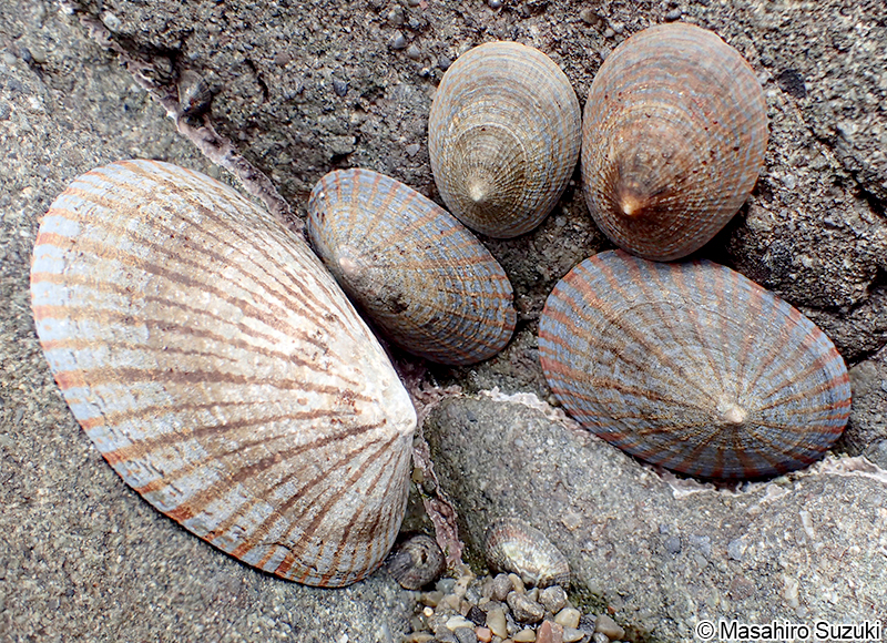 マツバガイ Cellana nigrolineata