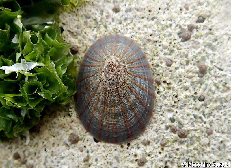 マツバガイ Cellana nigrolineata