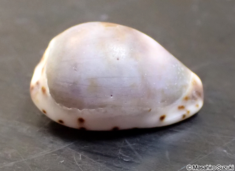 メダカラガイ Purpuradusta gracilis