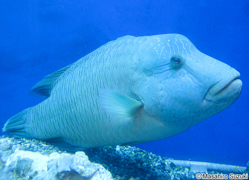 メガネモチノウオ Cheilinus undulatus