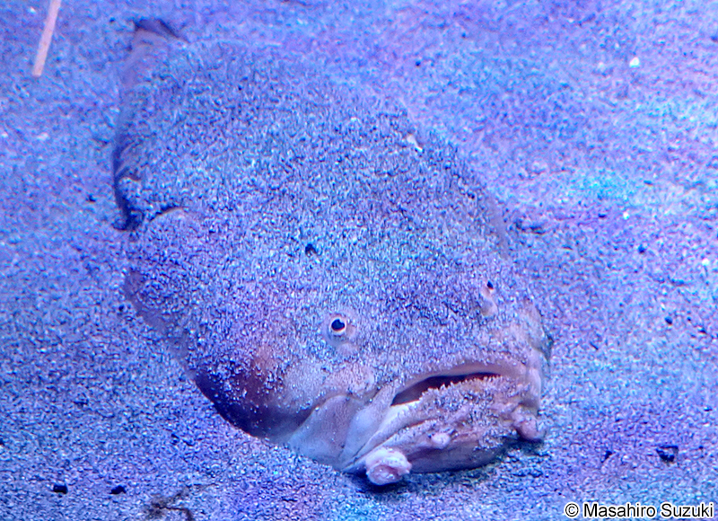 メガネウオ Uranoscopus bicinctus