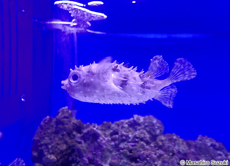 メイタイシガキフグ Cyclichthys orbicularis