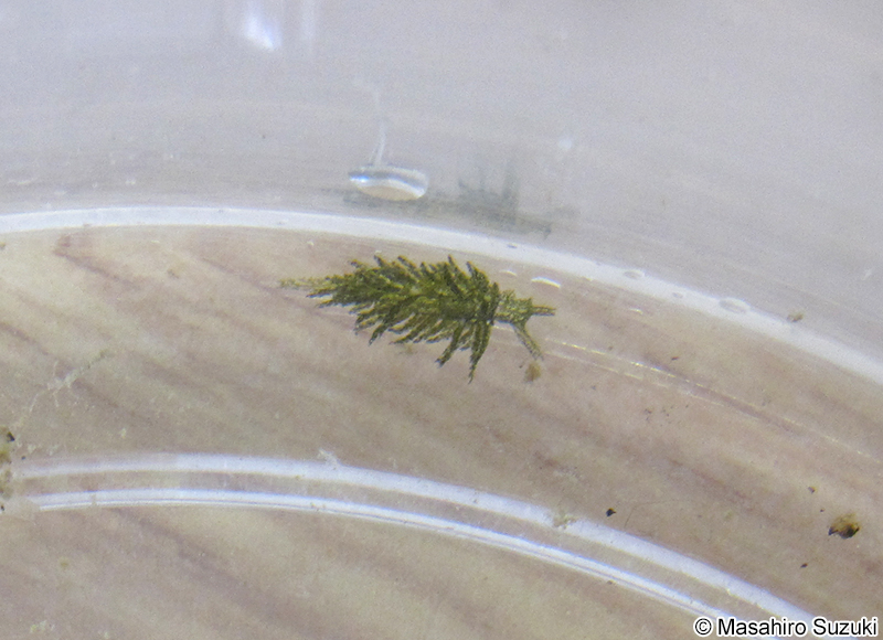 ミドリアマモウミウシ Placida dendritica