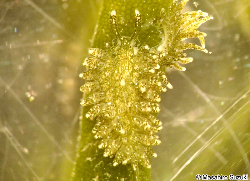 ミドリアマモウミウシ Placida dendritica