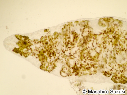 ミドリアマモウミウシの背側突起