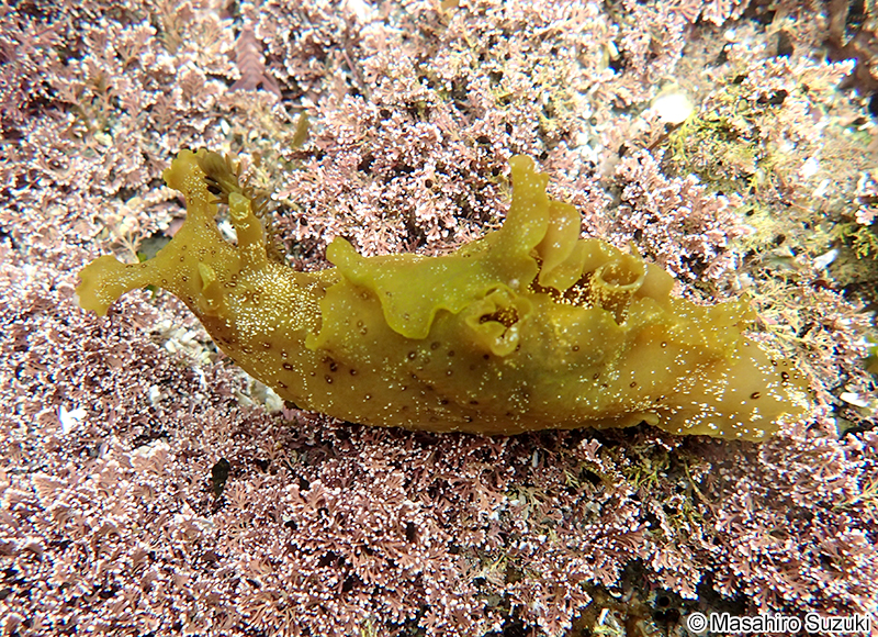 ミドリアメフラシ Aplysia oculifera