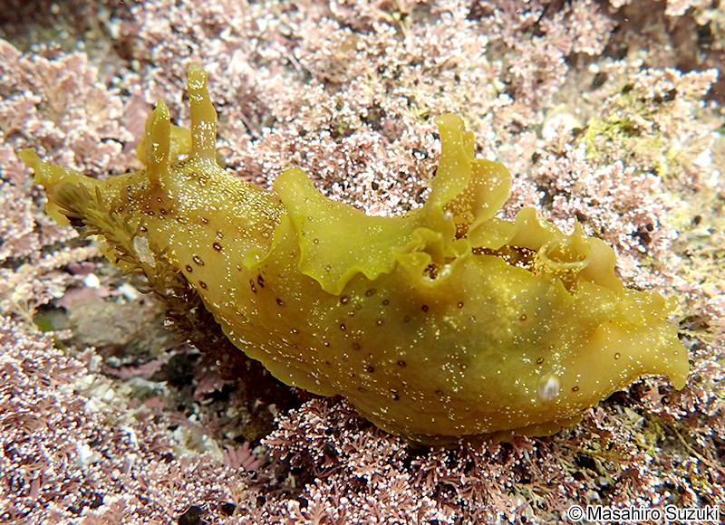 ミドリアメフラシ Aplysia oculifera