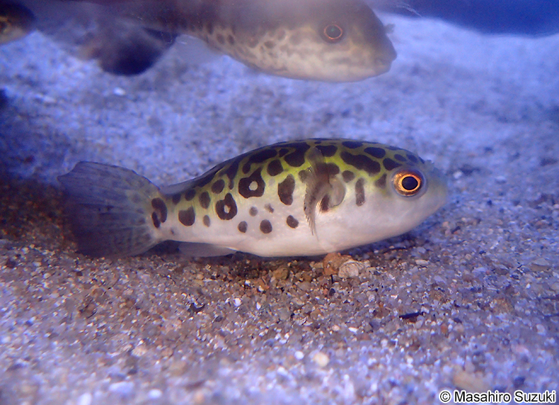 ミドリフグ Dichotomyctere nigroviridis