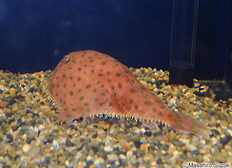 ミドリフサアンコウ Chaunax abei