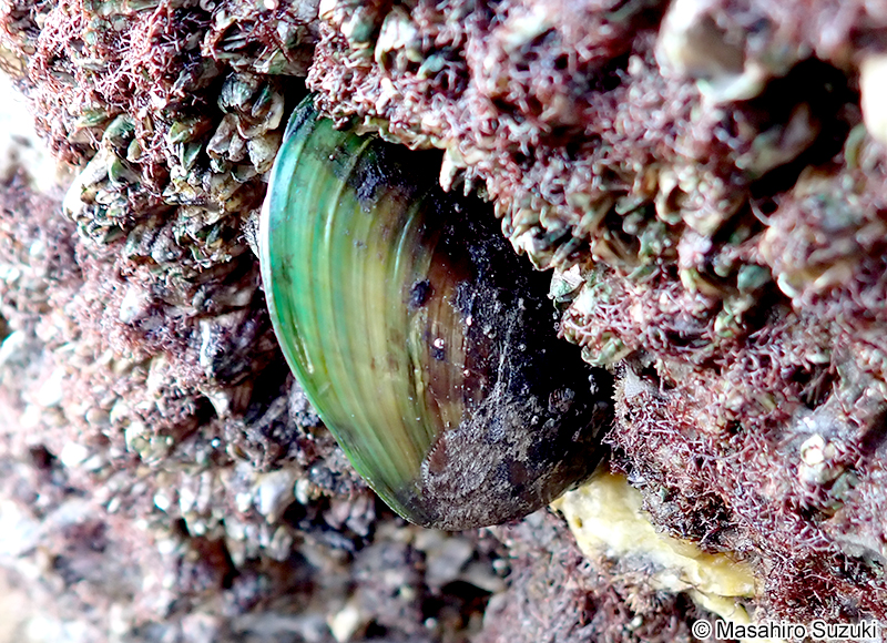 ミドリイガイ Perna viridis