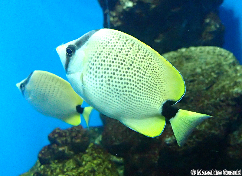 ミレットシードバタフライフィッシュ Chaetodon miliaris