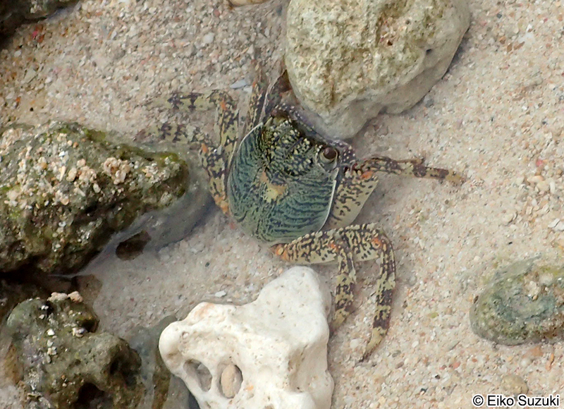 ミナミイワガニ Grapsus albolineatus