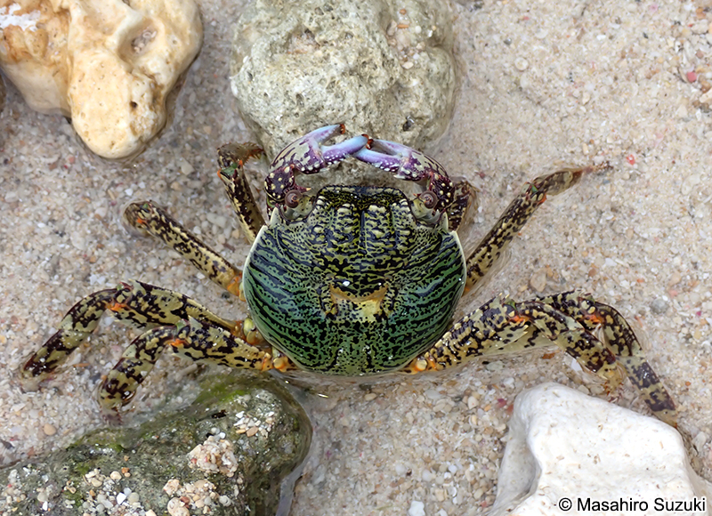 ミナミイワガニ Grapsus albolineatus