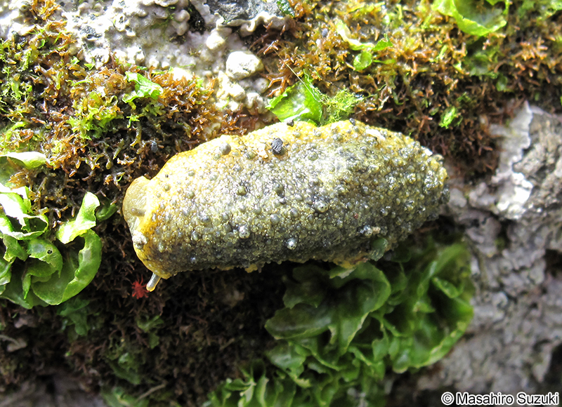 イソアワモチ近似種 Peronia sp.