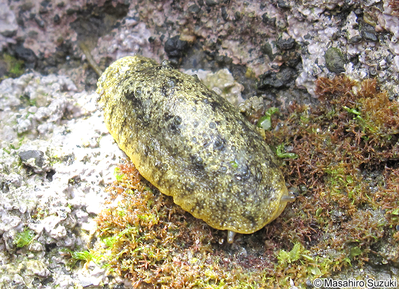 イソアワモチ近似種 Peronia sp.