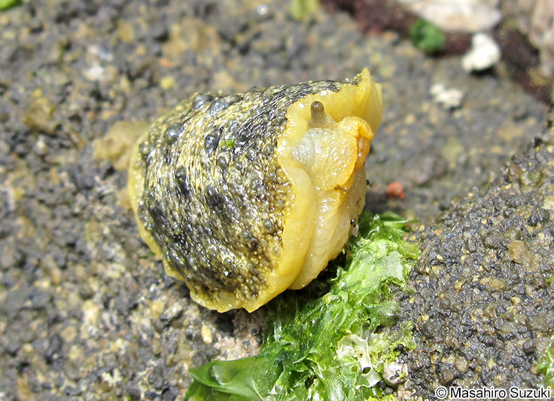 イソアワモチ近似種 Peronia sp.