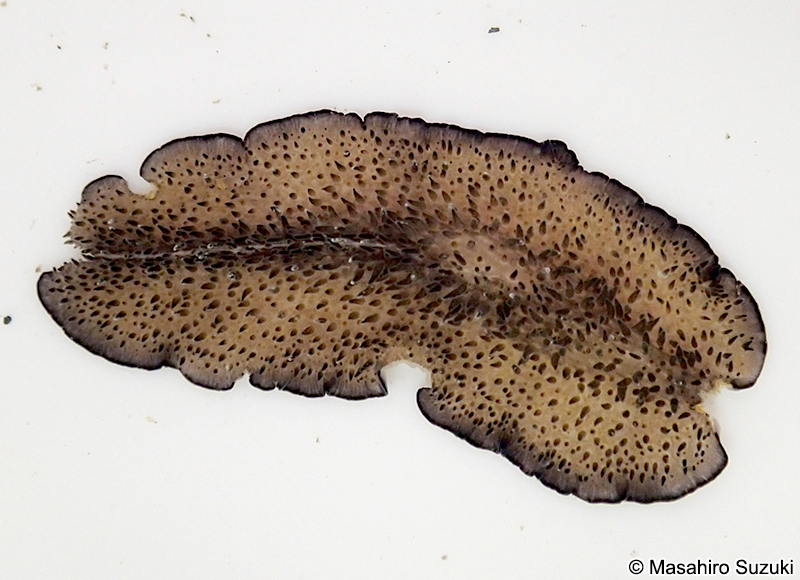 ミノヒラムシ Thysanozoon brocchii