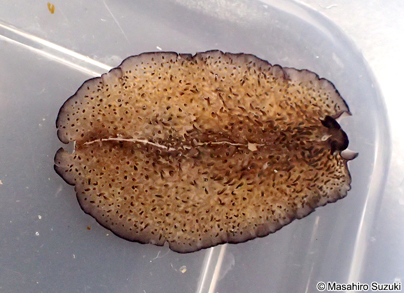 ミノヒラムシ Thysanozoon brocchii