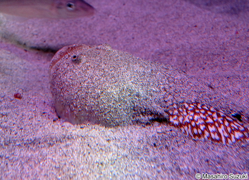 ミシマオコゼ Uranoscopus japonicus