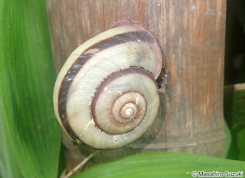 ミスジマイマイ Euhadra peliomphala