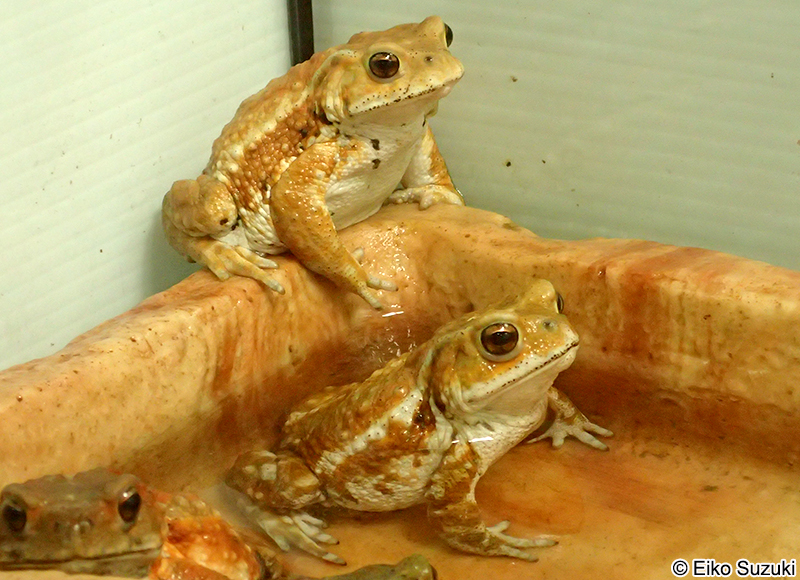 ミヤコヒキガエル Bufo gargarizans miyakonis