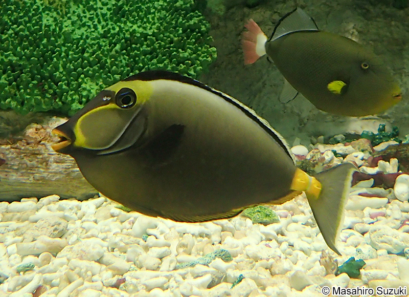 ミヤコテングハギ Naso lituratus