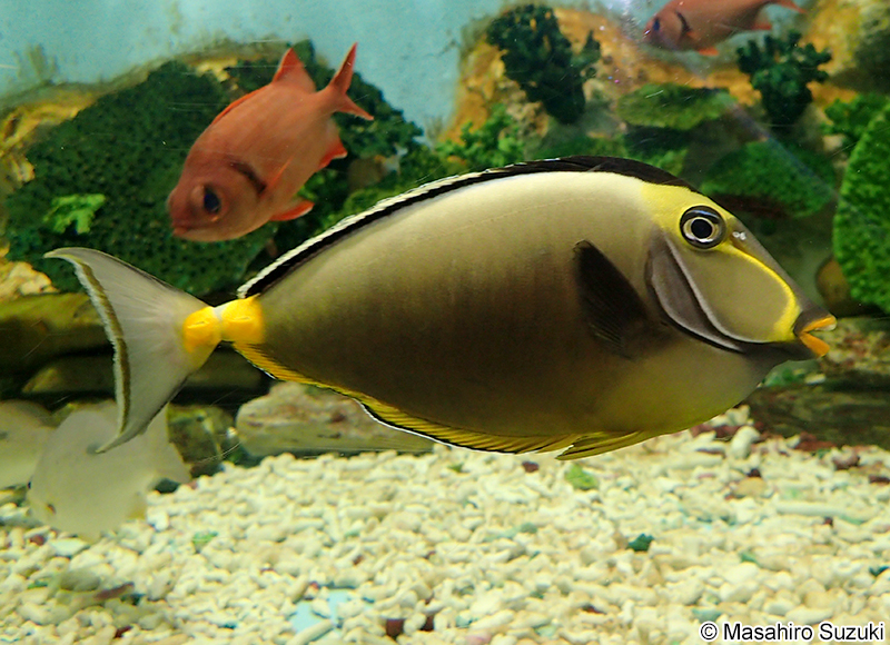 ミヤコテングハギ Naso lituratus