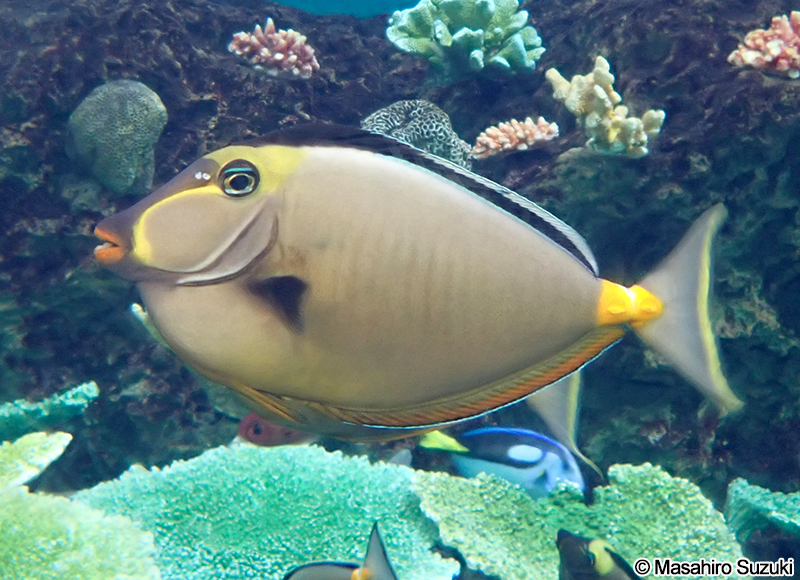 ミヤコテングハギ Naso lituratus