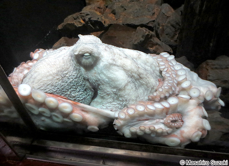 ミズダコ Enteroctopus dofleini