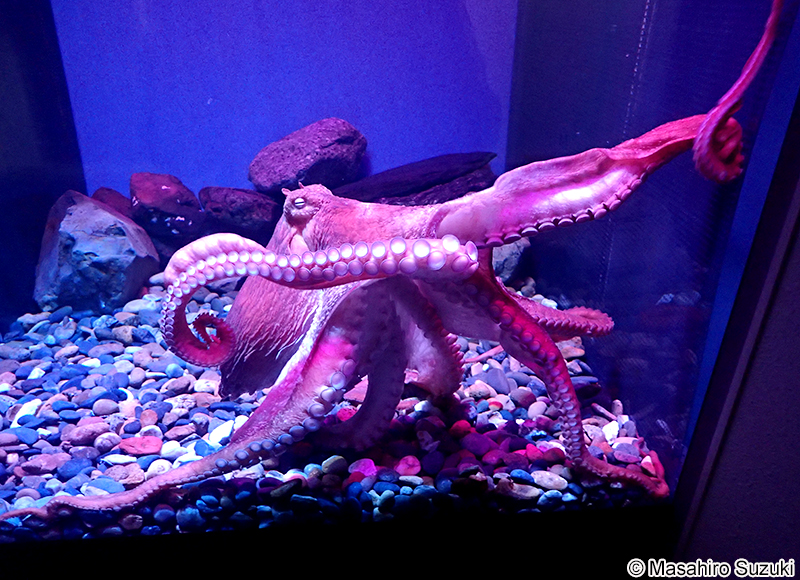 ミズダコ Enteroctopus dofleini