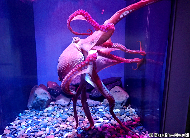 ミズダコ Enteroctopus dofleini