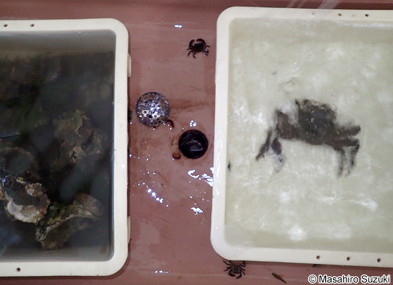 モクズガニの大脱走