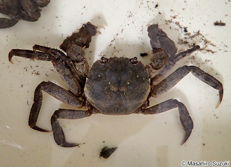 モクズガニの大脱走
