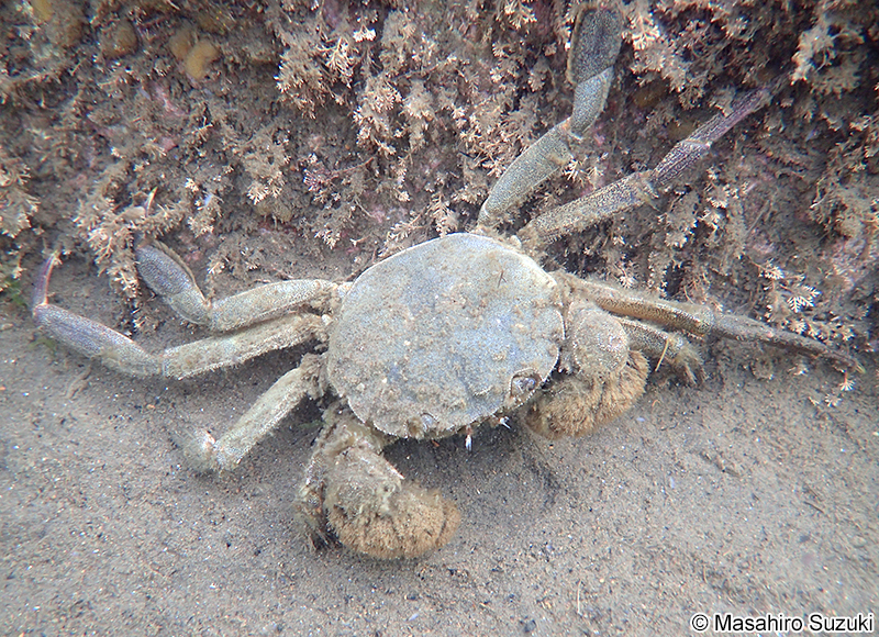 モクズガニ Eriocheir japonica