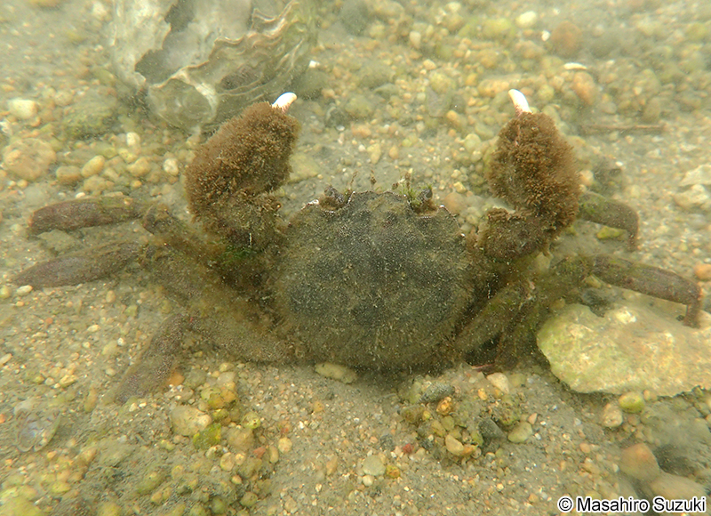 モクズガニ Eriocheir japonica