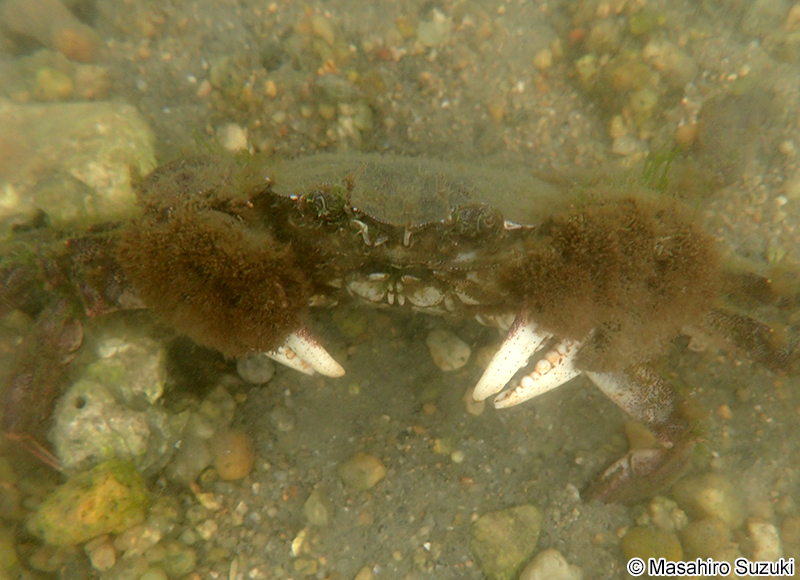モクズガニ Eriocheir japonica