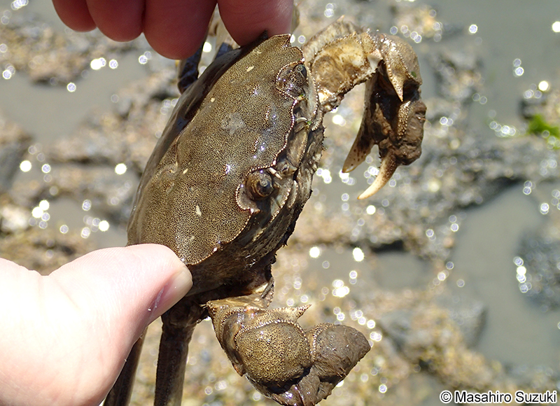 モクズガニ Eriocheir japonica