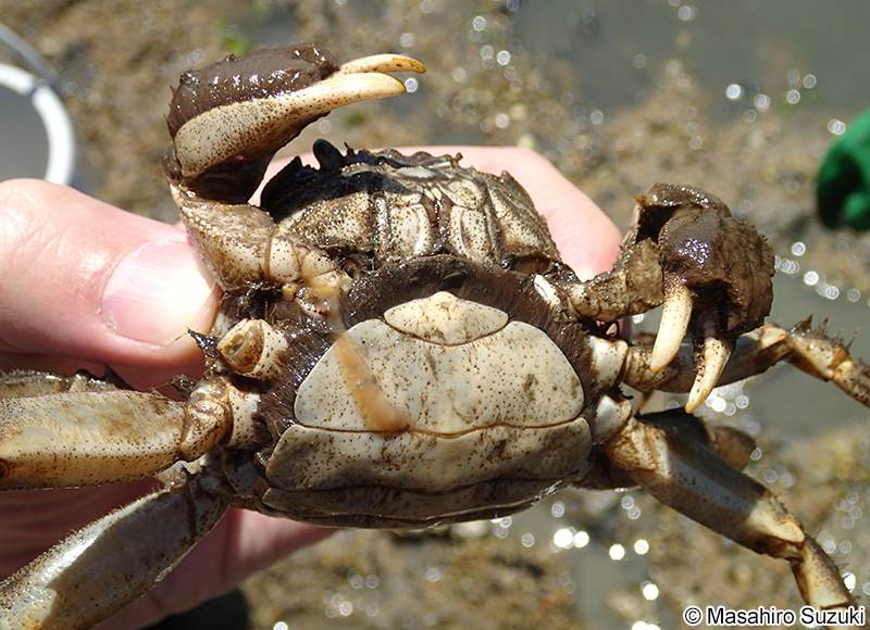 モクズガニ Eriocheir japonica