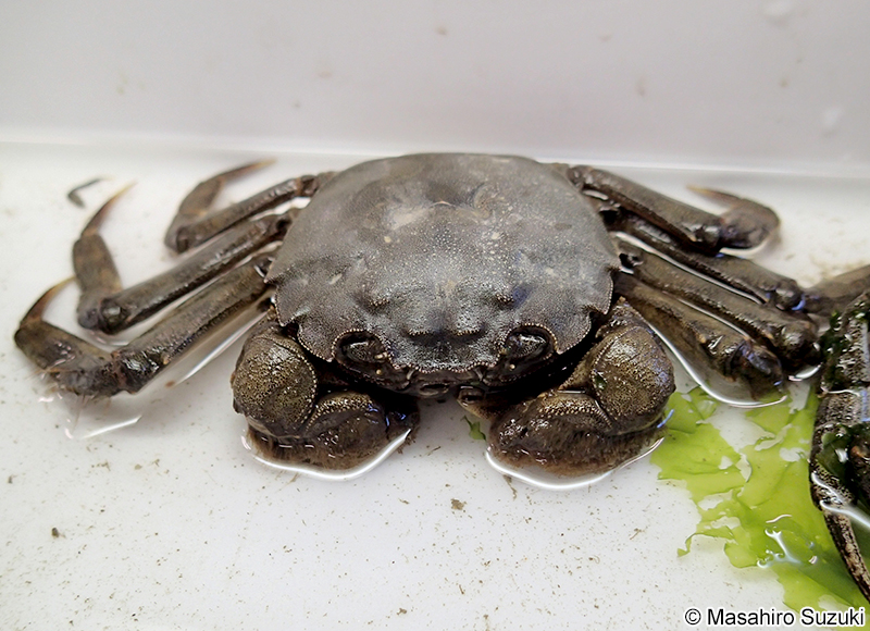 モクズガニ Eriocheir japonica