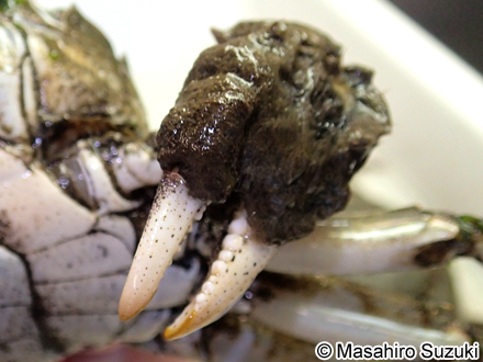 モクズガニ Eriocheir japonica