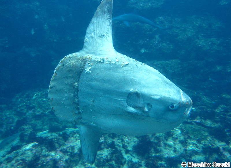 マンボウ Mola mola