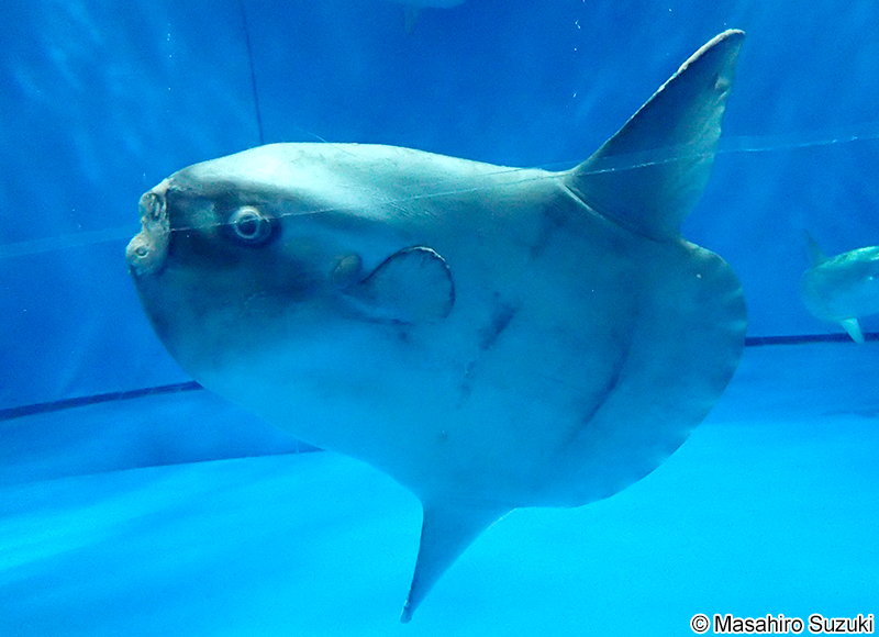 マンボウ Mola mola