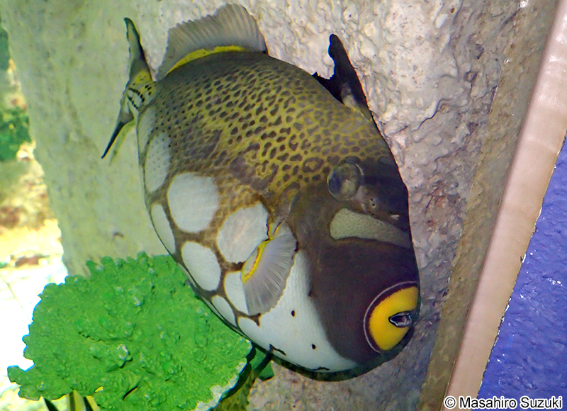 モンガラカワハギ Balistoides conspicillum