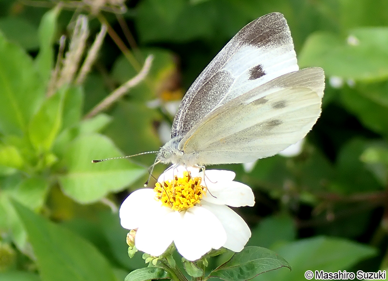 モンシロチョウ Pieris rapae
