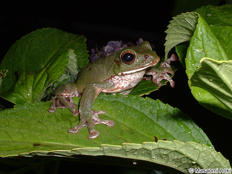 モリアオガエル Zhangixalus arboreus